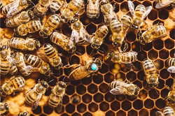 Bees & queen on honeycomb