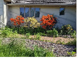Flowering bushes in front of house