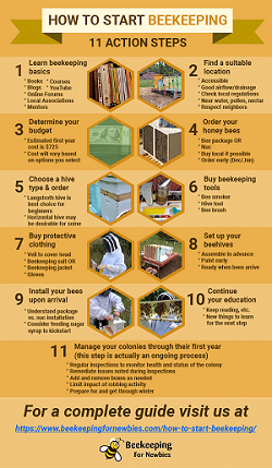 How to Start Beekeeping - 11 Steps
